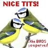 Nice tits! (The BIRDS, you pervert!)